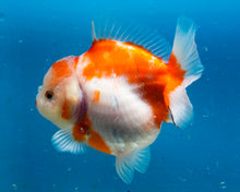 Load image into Gallery viewer, Sakaru Godzilla Shogun Oranda Female (4 inches) Imported in Thailand