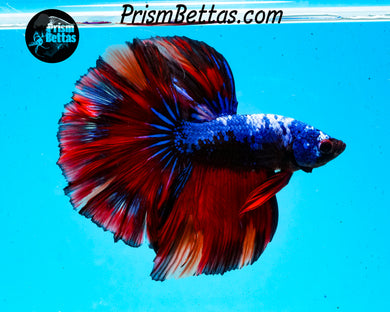 Marble Halfmoon Male
