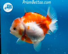 Load image into Gallery viewer, Sakaru Godzilla Shogun Oranda Female (4 inches) Imported in Thailand