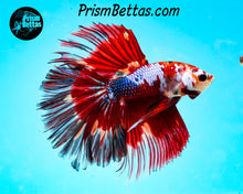 Load image into Gallery viewer, Marble Halfmoon Male