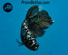 Load image into Gallery viewer, Copper Blackstar Halfmoon Female