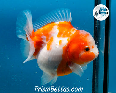Sakaru Godzilla Shogun Oranda Female (4 inches) Imported in Thailand
