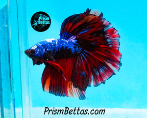 Marble Halfmoon Male
