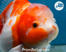 Load image into Gallery viewer, Sakaru Godzilla Shogun Oranda Female (4 inches) Imported in Thailand