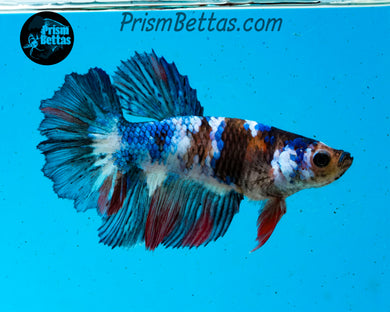 Marble Halfmoon Female