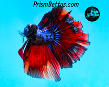 Load image into Gallery viewer, Marble Halfmoon Male