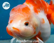 Load image into Gallery viewer, Sakaru Godzilla Shogun Oranda Female (4 inches) Imported in Thailand