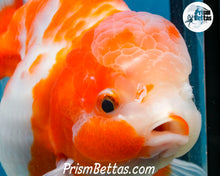 Load image into Gallery viewer, Sakaru Godzilla Shogun Oranda Female (4 inches) Imported in Thailand