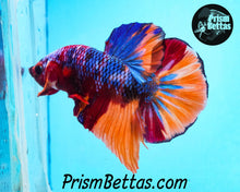 Load image into Gallery viewer, Rainbow Marble Halfmoon Plakat Male