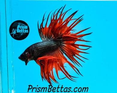 Orange Copper Crowntail Male