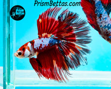 Load image into Gallery viewer, Marble Halfmoon Male