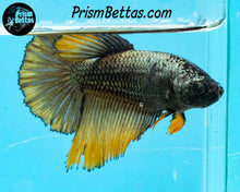 Load image into Gallery viewer, Copper Gas Halfmoon Female