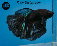 Load image into Gallery viewer, Blacklight Halfmoon Male