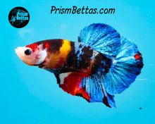 Load image into Gallery viewer, Candy Koi Halfmoon Plakat Male