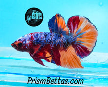 Load image into Gallery viewer, Rainbow Marble Halfmoon Plakat Male