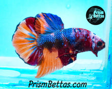 Load image into Gallery viewer, Rainbow Marble Halfmoon Plakat Male