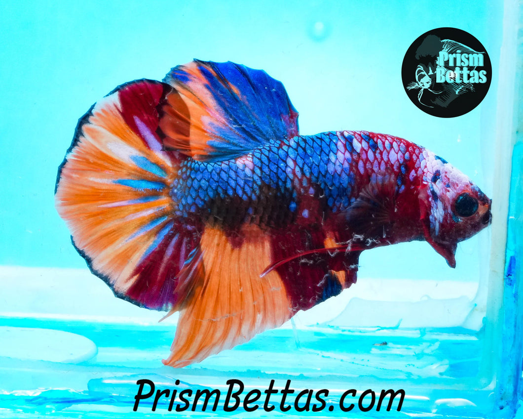 Rainbow Marble Halfmoon Plakat Male