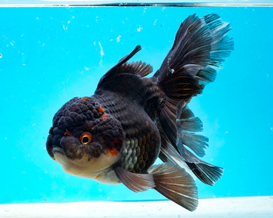 Tricolor Oranda Male (5+ inches) Imported from Thailand