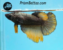 Load image into Gallery viewer, Copper Gas Halfmoon Female