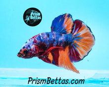 Load image into Gallery viewer, Rainbow Marble Halfmoon Plakat Male