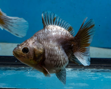Kirin Yaun Bao Oranda Male (3 inch length) Imported from Thailand