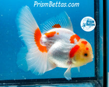 Load image into Gallery viewer, Sakaru Lemonhead Shogun Oranda Male (5.5 inches) Imported in Thailand