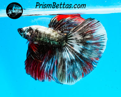 Copper Marble Halfmoon Male