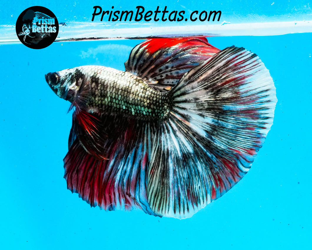 Copper Marble Halfmoon Male