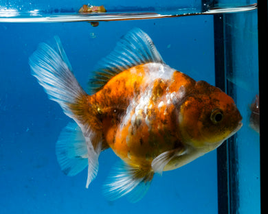 Calico Yaun Bao Oranda Female (4+ inch length) Imported from Thailand