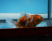 Load image into Gallery viewer, Calico Yaun Bao Oranda Female (4+ inch length) Imported from Thailand