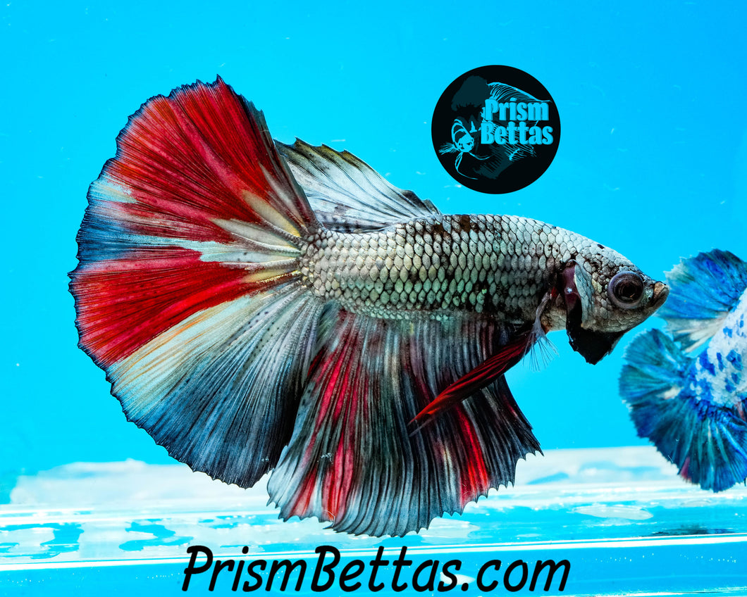 Copper Candy Marble Halfmoon Male