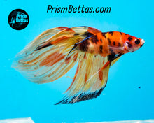 Load image into Gallery viewer, Candy Koi Veiltail Male