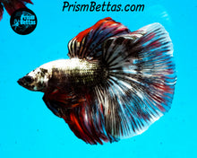 Load image into Gallery viewer, Copper Marble Halfmoon Male