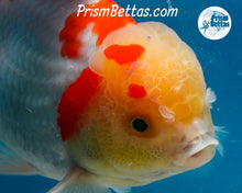 Load image into Gallery viewer, Sakaru Lemonhead Shogun Oranda Male (5.5 inches) Imported in Thailand