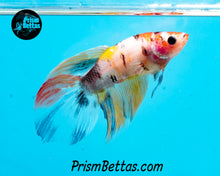 Load image into Gallery viewer, Candy Koi Veiltail Female