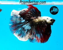 Load image into Gallery viewer, Copper Marble Halfmoon Male