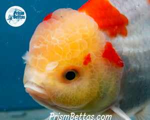 Sakaru Lemonhead Shogun Oranda Male (5.5 inches) Imported in Thailand