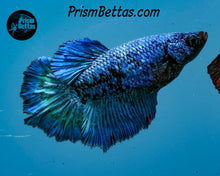 Load image into Gallery viewer, Turquoise Marble Halfmoon Female