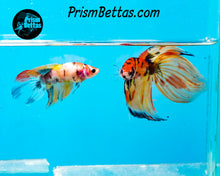Load image into Gallery viewer, Candy Koi Veiltail Female