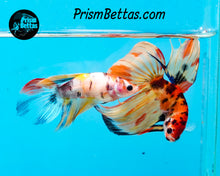 Load image into Gallery viewer, Candy Koi Veiltail Male