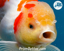 Load image into Gallery viewer, Sakaru Lemonhead Shogun Oranda Male (5.5 inches) Imported in Thailand