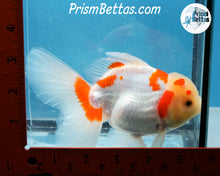 Load image into Gallery viewer, Sakaru Lemonhead Shogun Oranda Male (5.5 inches) Imported in Thailand