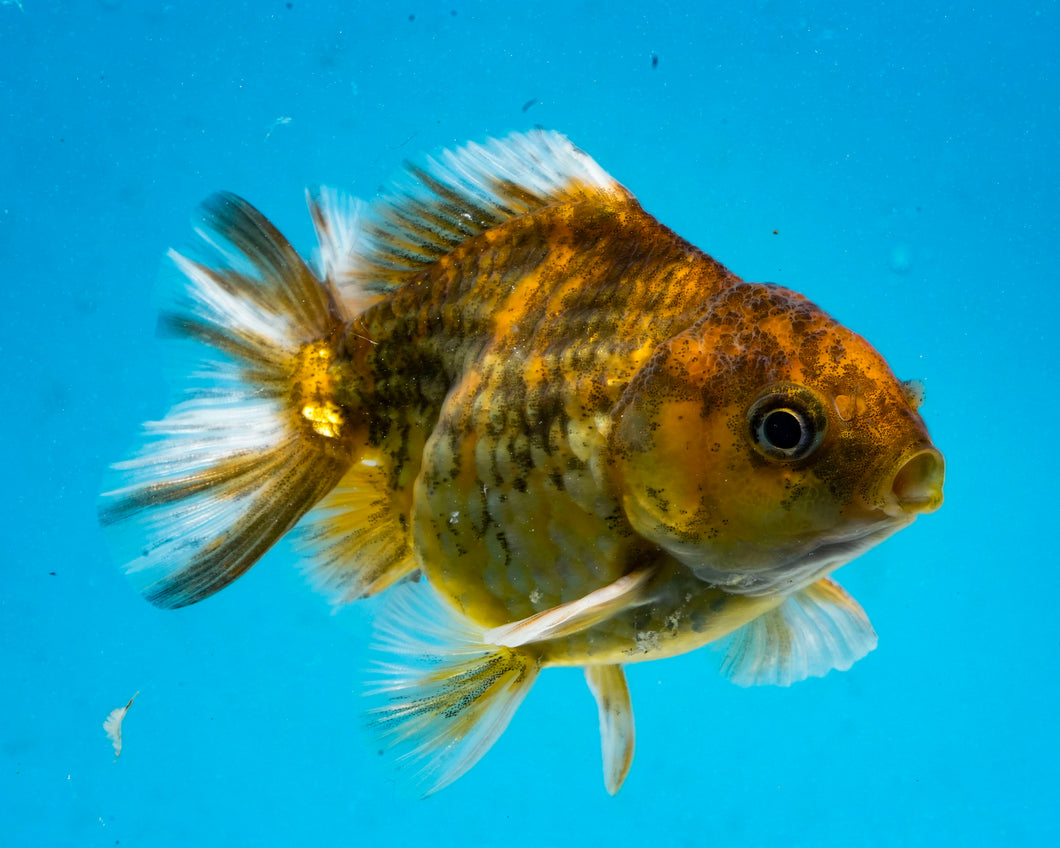 Gold Calico Oranda  (3.25 inches) Imported from Thailand