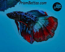 Load image into Gallery viewer, Red Blackstar Halfmoon Male