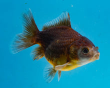 Load image into Gallery viewer, Chocolate Oranda  (2.75 inches) Imported from Thailand