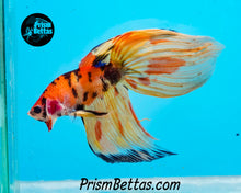 Load image into Gallery viewer, Candy Koi Veiltail Male