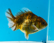 Load image into Gallery viewer, Gold Calico Oranda  (3.25 inches) Imported from Thailand