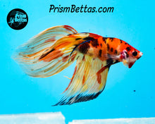 Load image into Gallery viewer, Candy Koi Veiltail Male