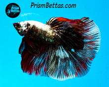 Load image into Gallery viewer, Copper Marble Halfmoon Male