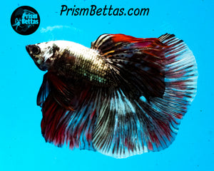 Copper Marble Halfmoon Male